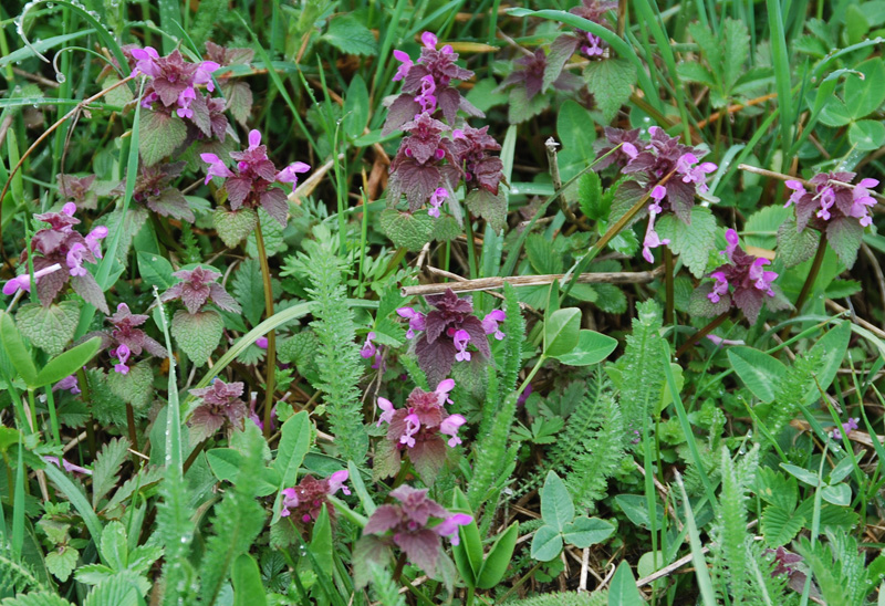 Изображение особи Lamium purpureum.