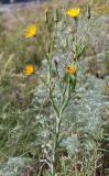 Tragopogon orientalis. Верхняя часть цветущего растения. Алтай, окр. пос. Манжерок, остепнённый луг на склоне г. Черепан. 26.08.2009.