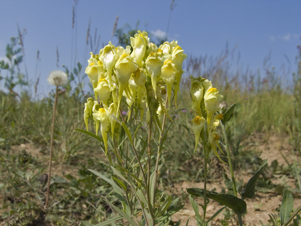 Image of Linaria vulgaris specimen.