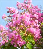 Lagerstroemia indica