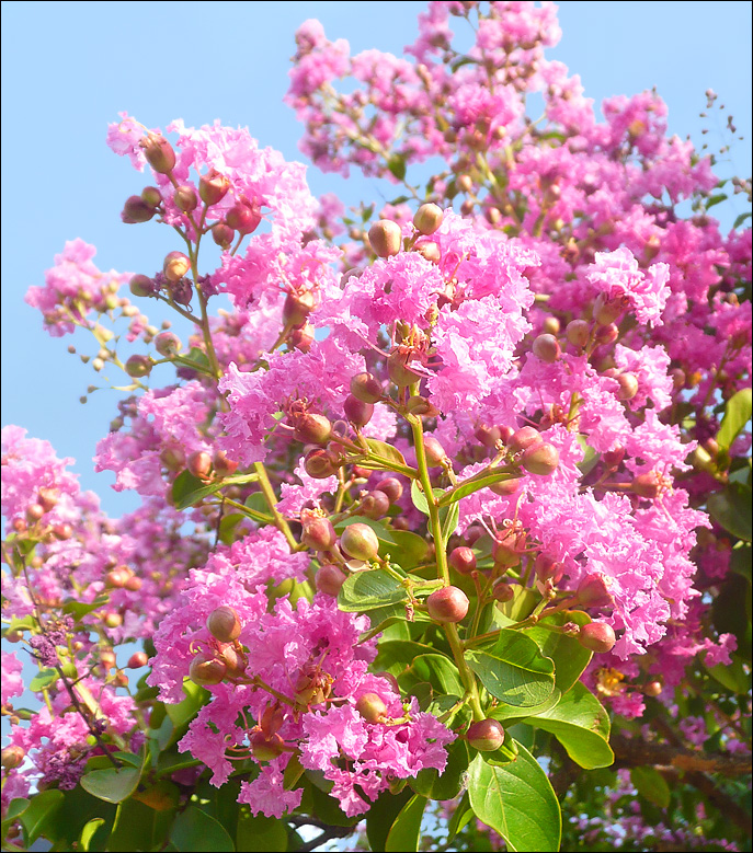 Image of Lagerstroemia indica specimen.