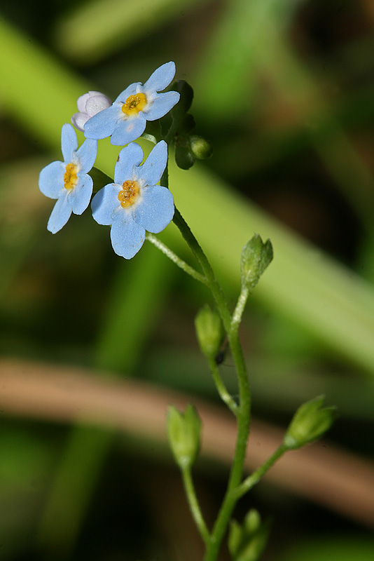 Image of Myosotis palustris specimen.