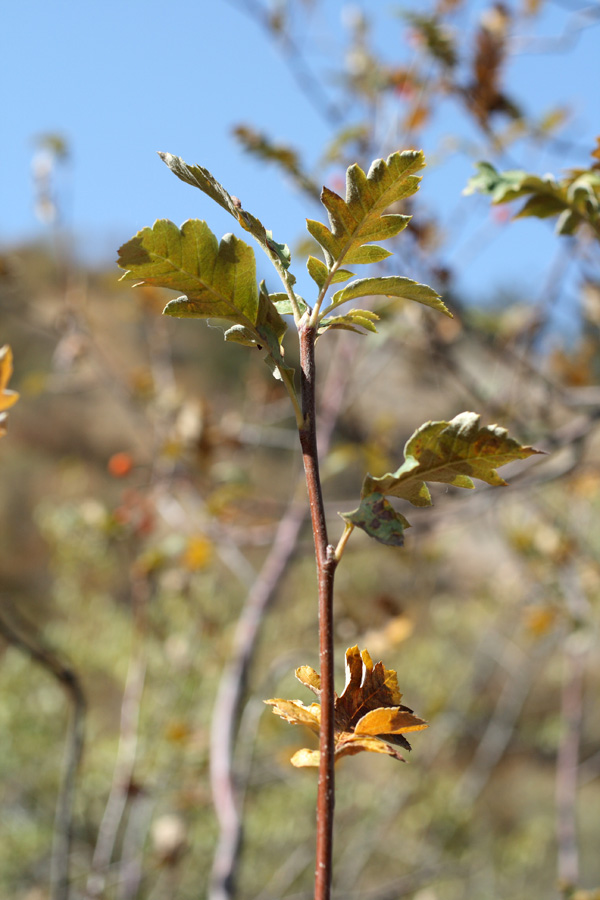 Image of Sorbus turkestanica specimen.