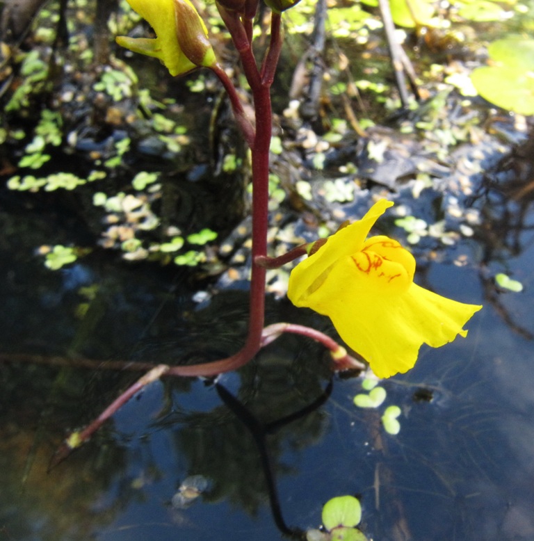 Изображение особи Utricularia vulgaris.