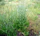 Cichorium intybus. Растение на берегу горной речки. Копетдаг, Чули. Май 2011 г.
