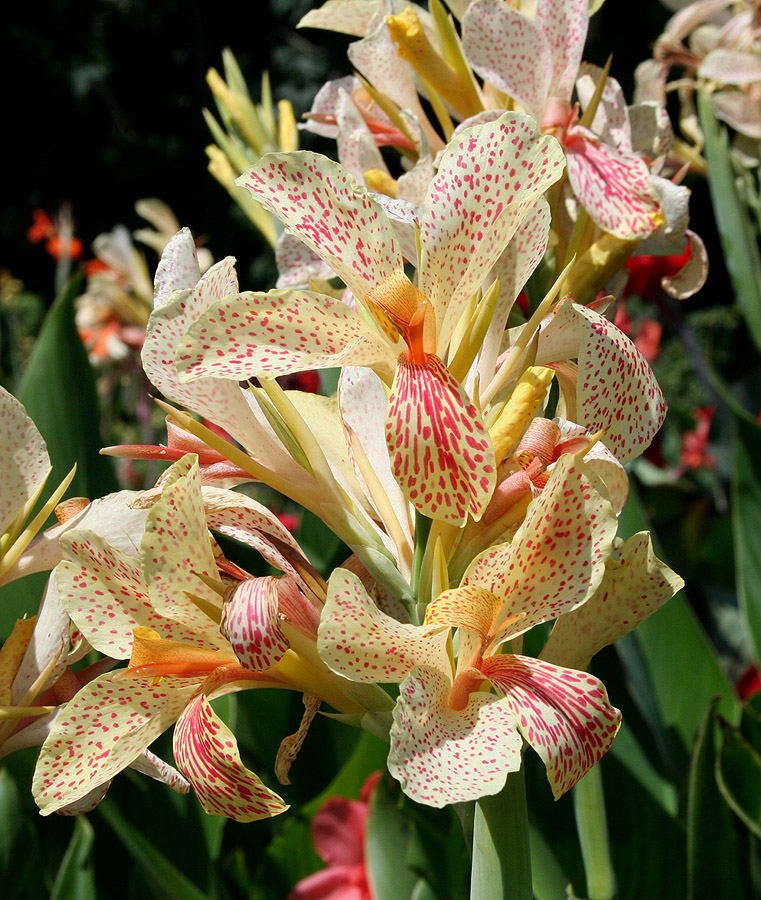 Image of Canna &times; orchiodes specimen.