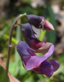 Lathyrus linifolius