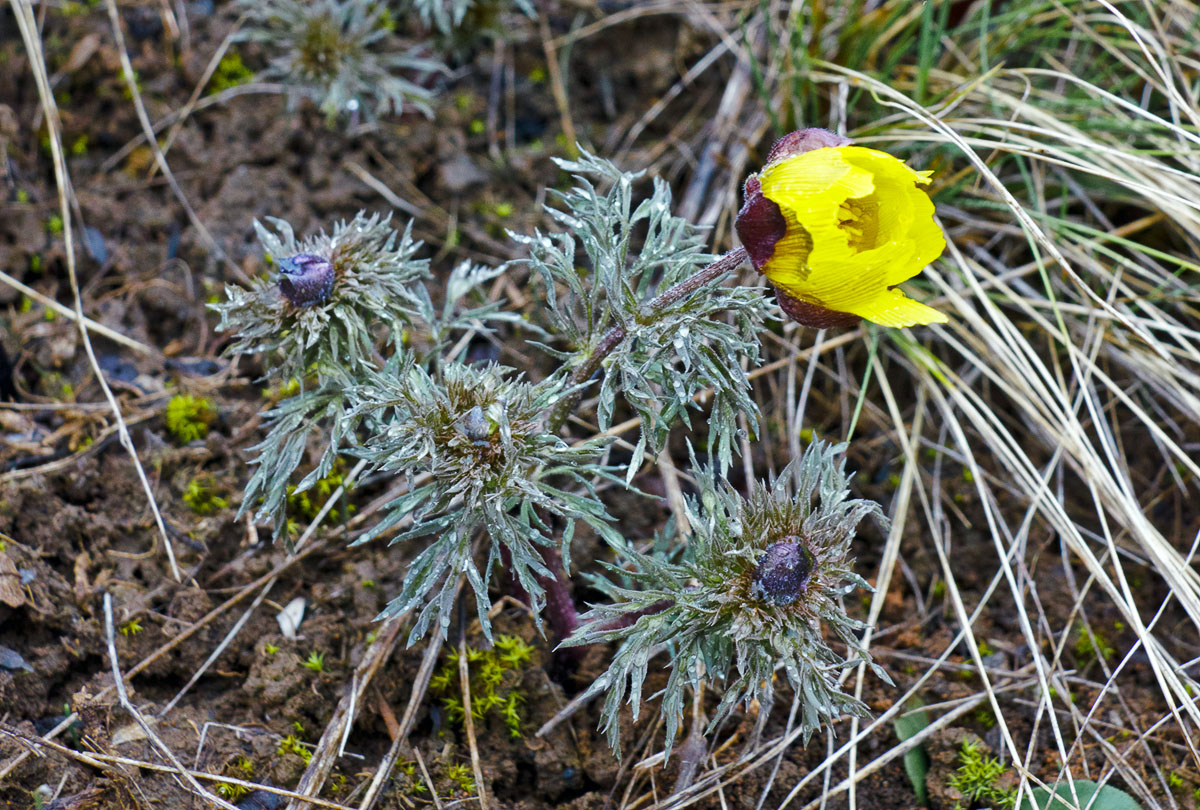 Image of Adonis volgensis specimen.