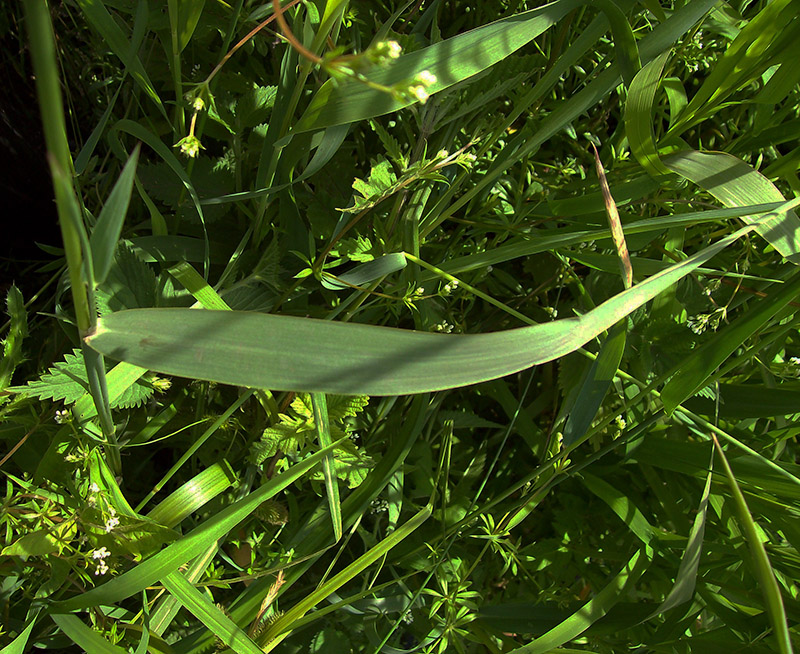 Image of Phalaroides arundinacea specimen.