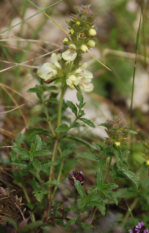 Image of genus Stachys specimen.