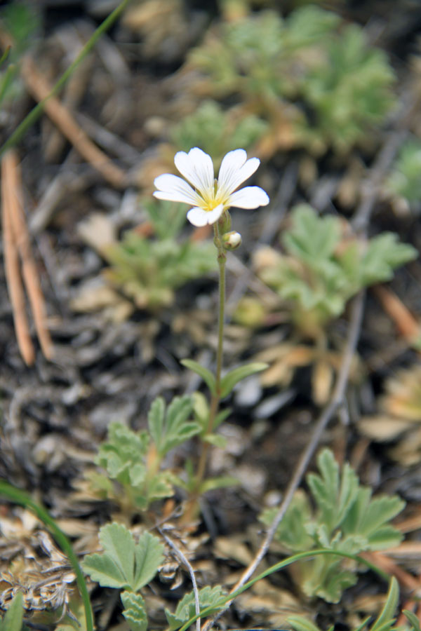 Image of Cerastium arvense specimen.