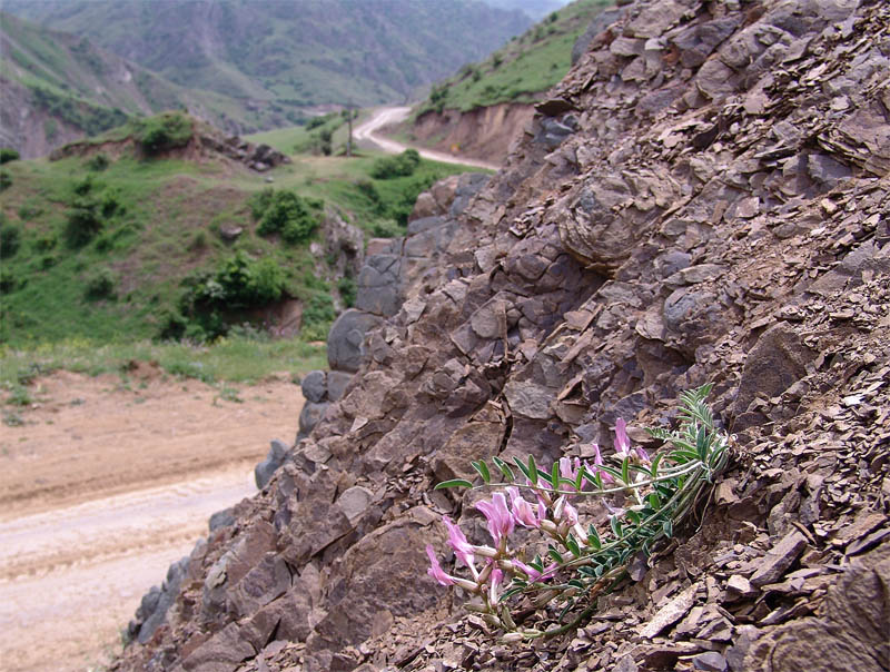 Изображение особи Astragalus rostratus.