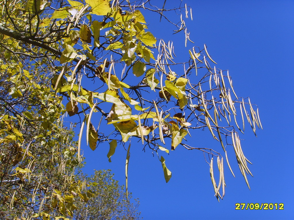 Изображение особи род Catalpa.