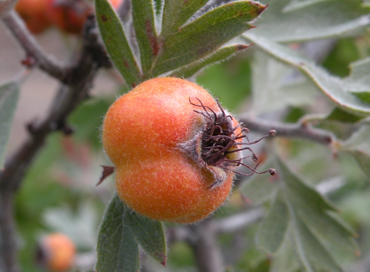 Image of Crataegus orientalis specimen.