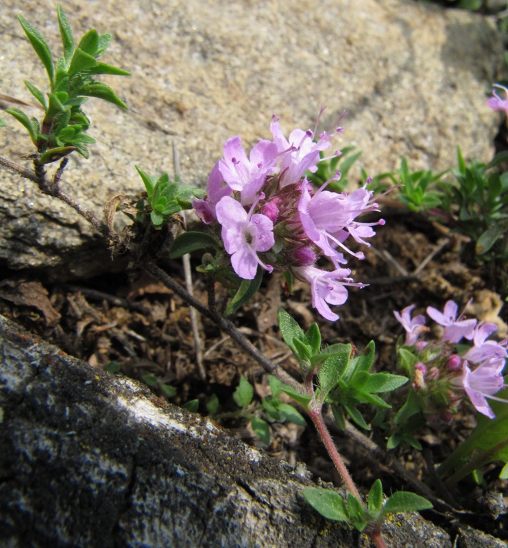 Изображение особи род Thymus.