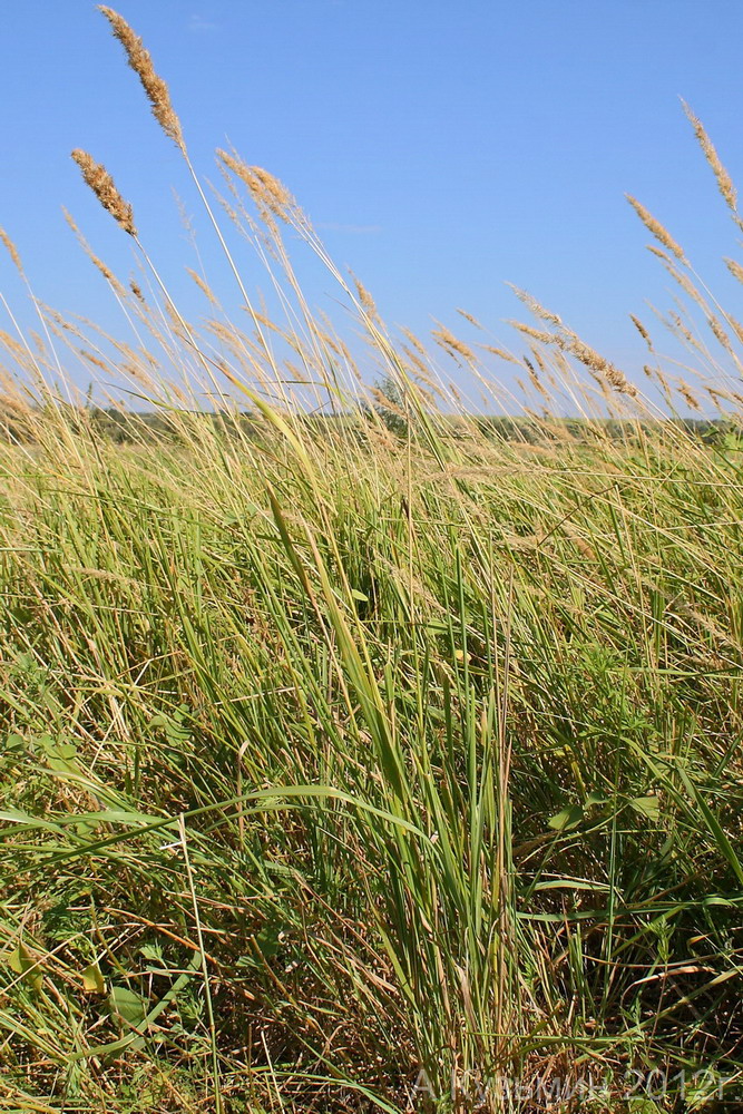 Image of Calamagrostis glomerata specimen.