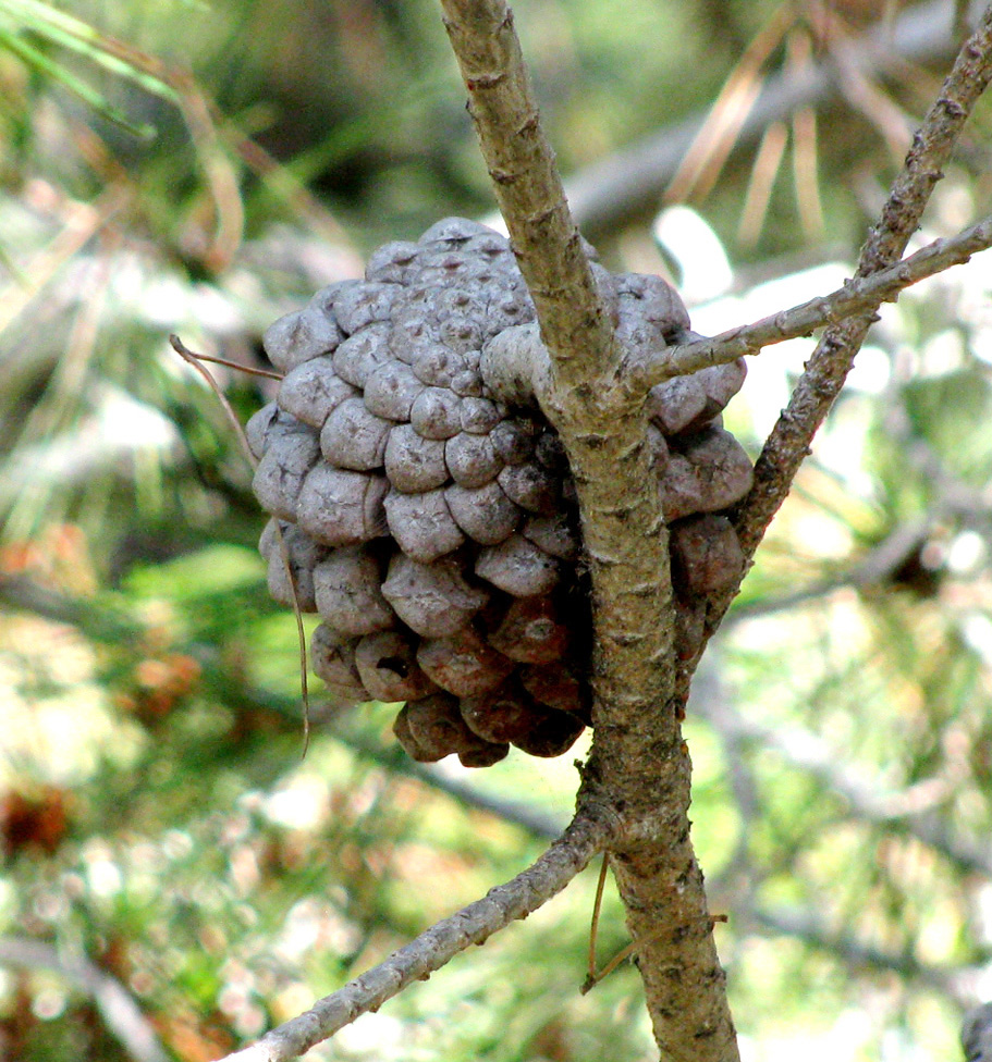 Image of Pinus halepensis specimen.