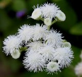 Ageratum houstonianum. Соцветия. Германия, г. Krefeld, ботанический сад. 16.09.2012.