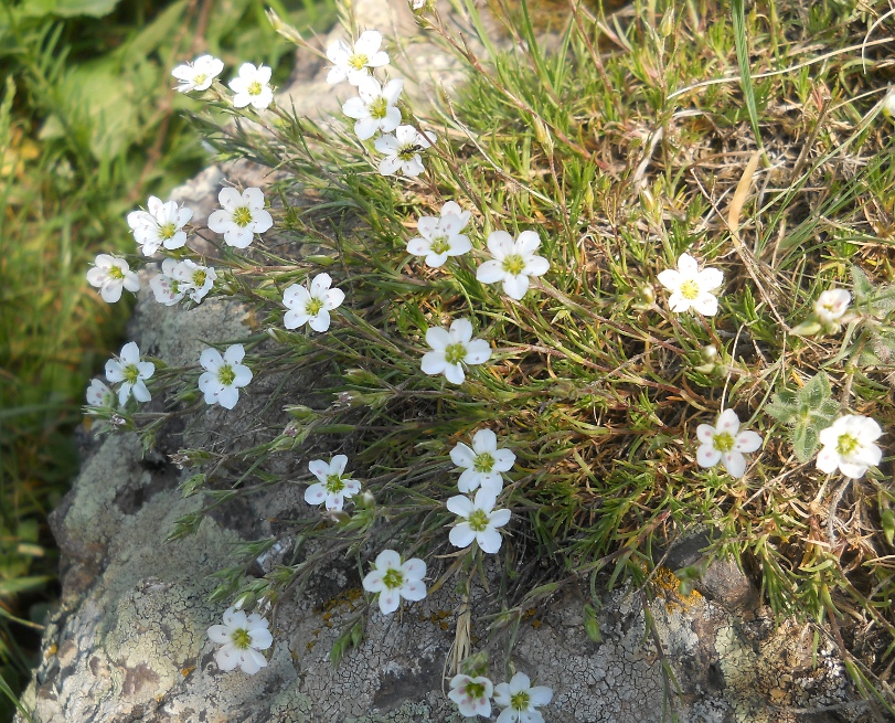 Image of Minuartia oreina specimen.