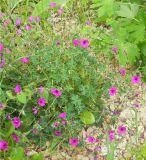 Geranium subcaulescens