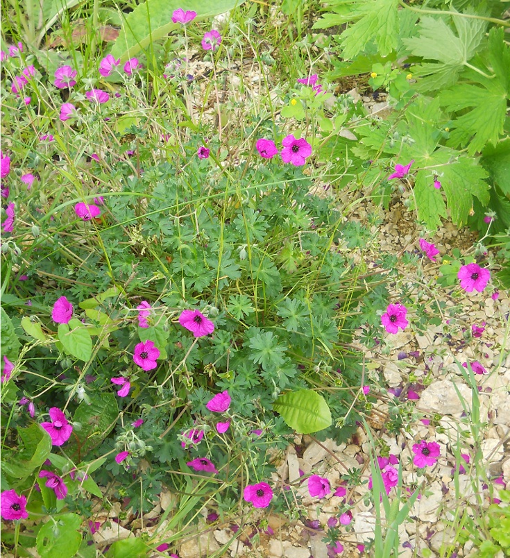 Image of Geranium subcaulescens specimen.