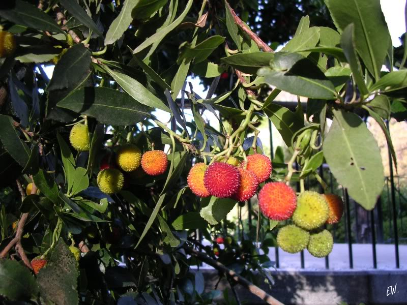 Image of Arbutus unedo specimen.