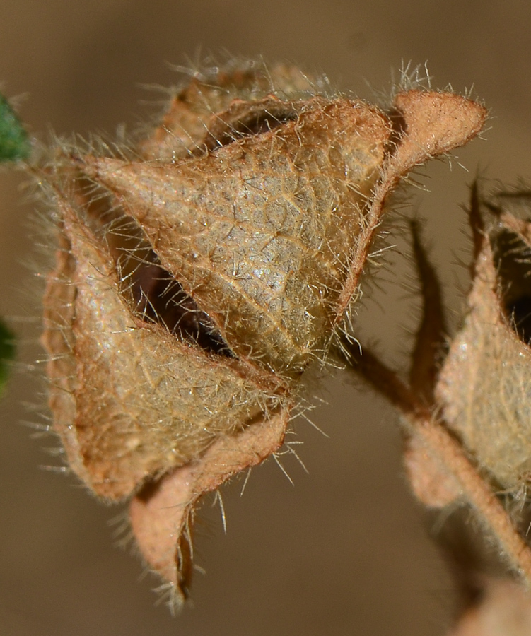 Image of Malva multiflora specimen.