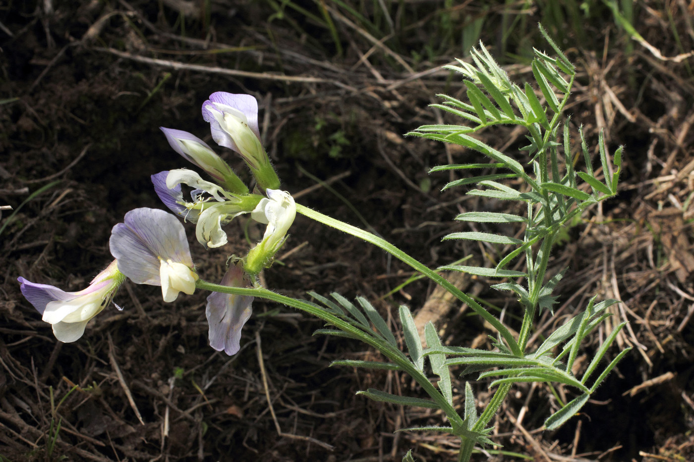 Image of Vicia subvillosa specimen.