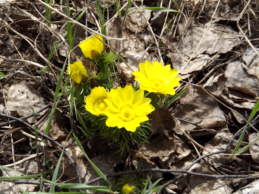 Image of Adonis vernalis specimen.