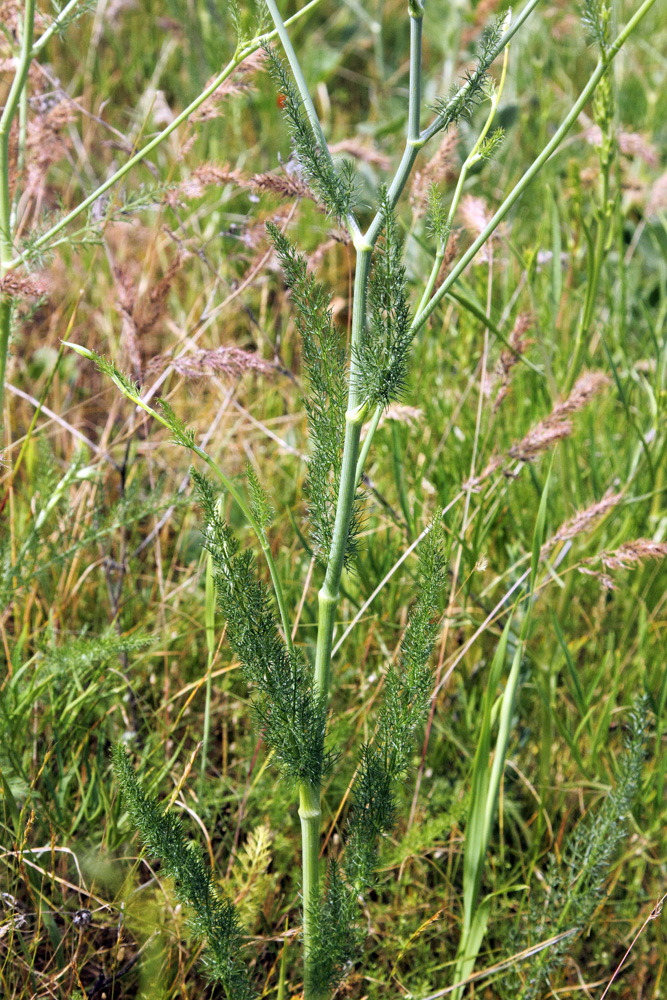 Image of Elaeosticta allioides specimen.