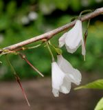 Halesia carolina. Средняя часть веточки с отцветающими цветками соцветий. Германия, г. Krefeld, Ботанический сад. 11.05.2013.