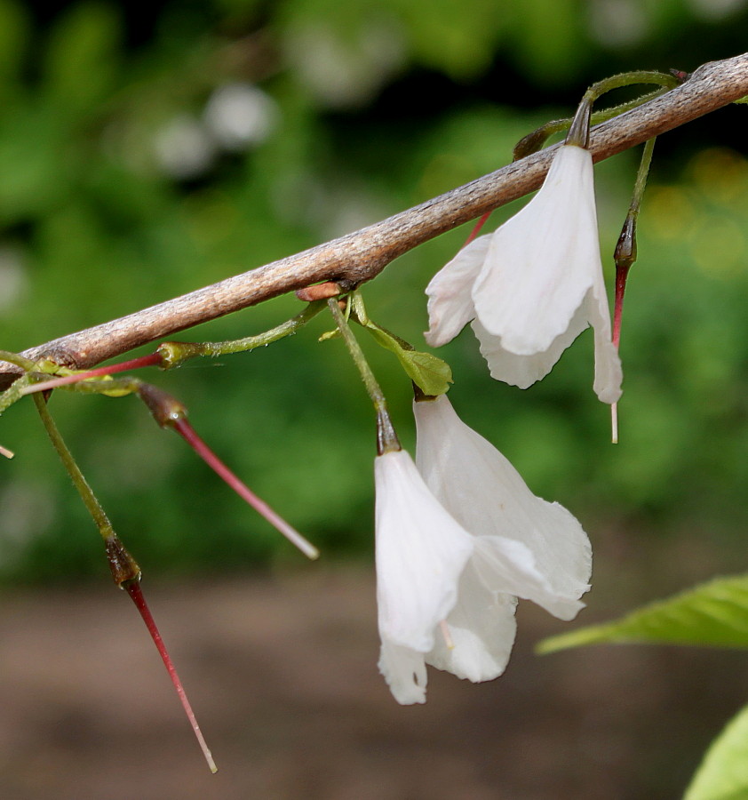 Image of Halesia carolina specimen.