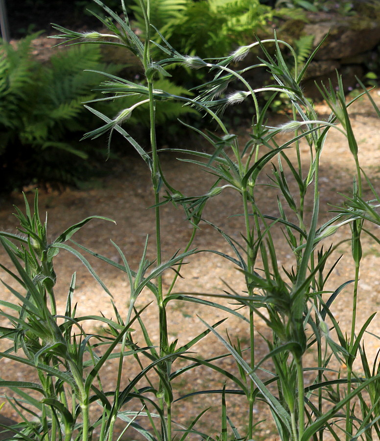 Image of Agrostemma githago specimen.