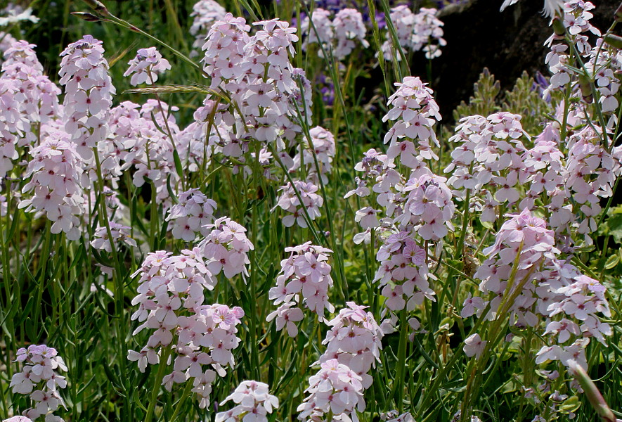 Изображение особи Aethionema grandiflorum.