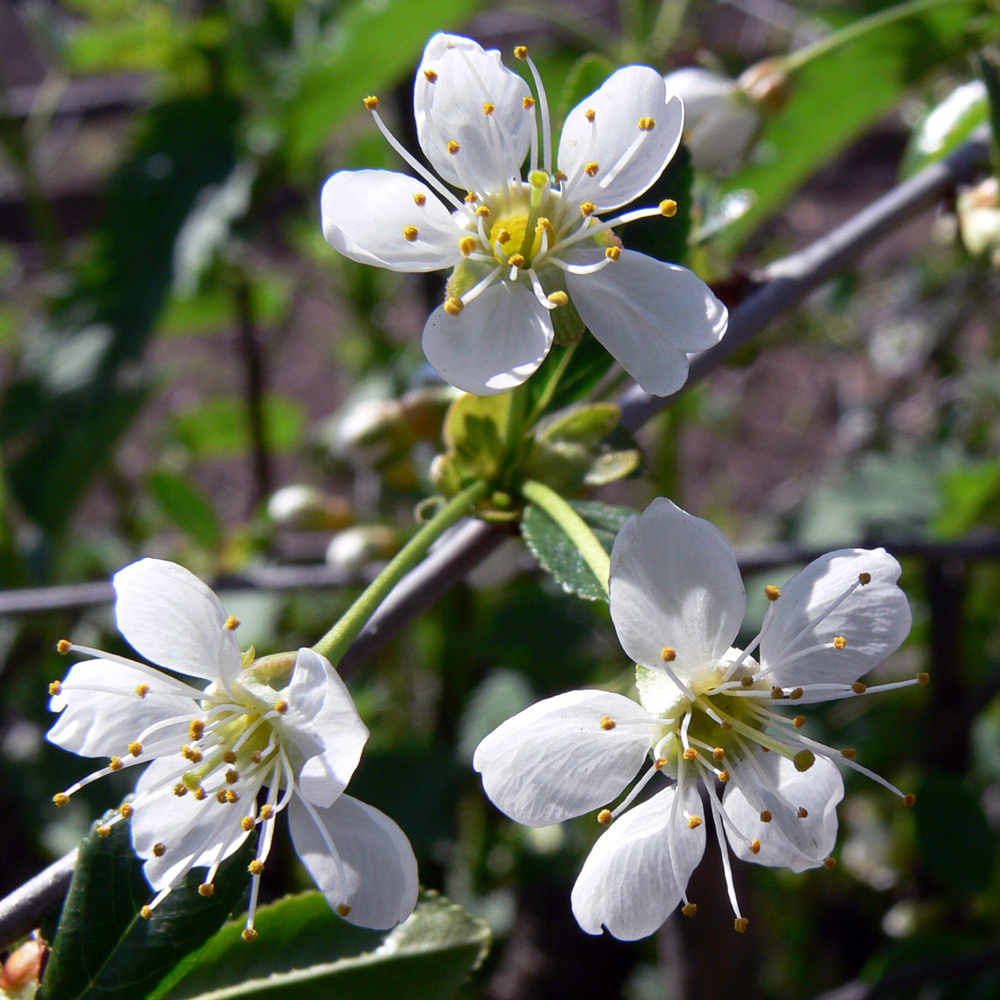 Изображение особи Cerasus vulgaris.