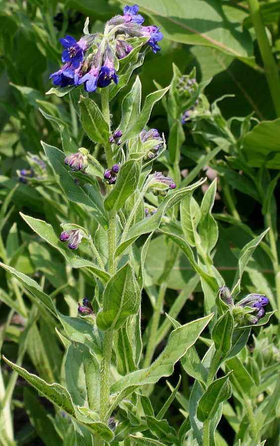 Изображение особи Lindelofia longiflora.