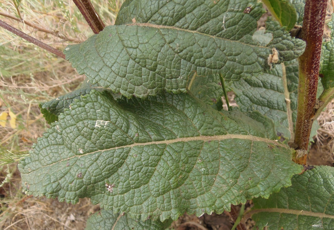 Изображение особи Verbascum lychnitis.