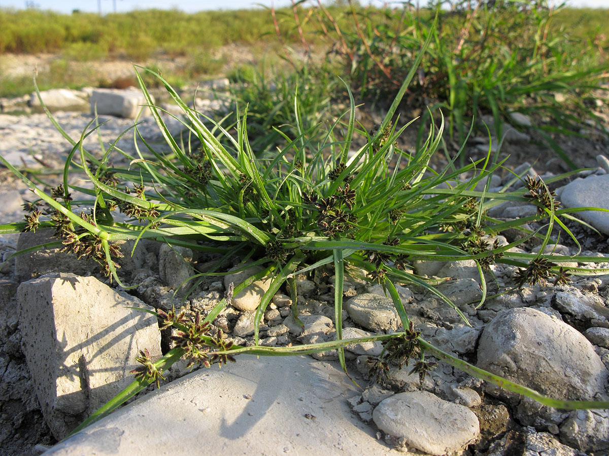 Image of Cyperus fuscus specimen.