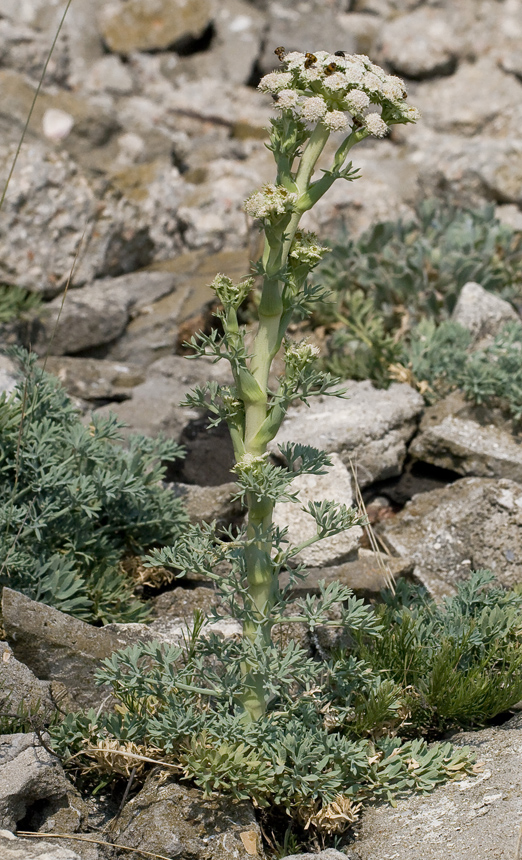 Image of Seseli gummiferum specimen.