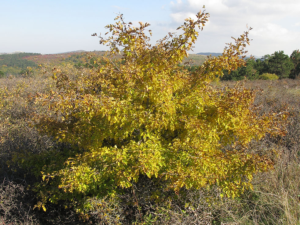 Image of Crataegus atrofusca specimen.