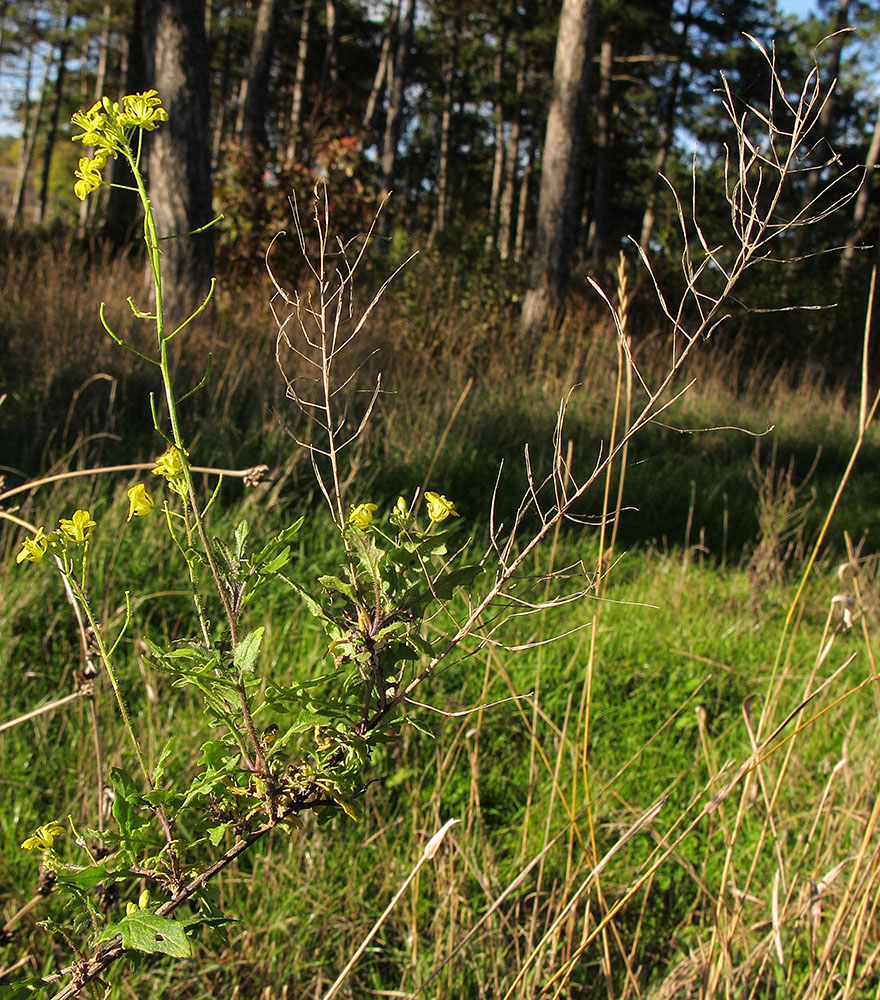 Image of Sisymbrium loeselii specimen.