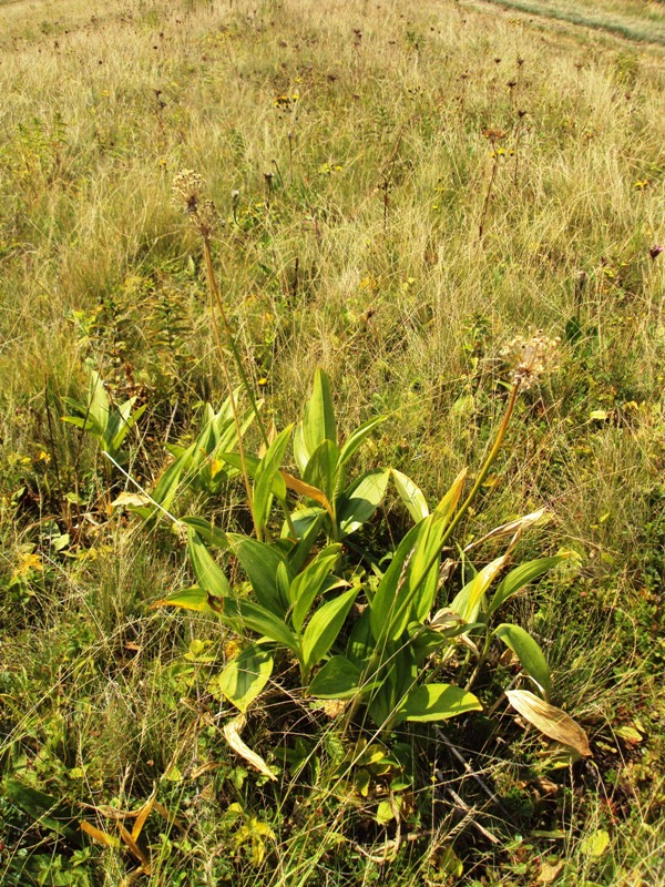 Image of Allium victorialis specimen.