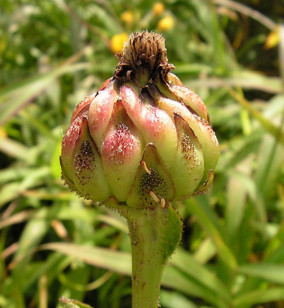 Image of Trommsdorffia ciliata specimen.