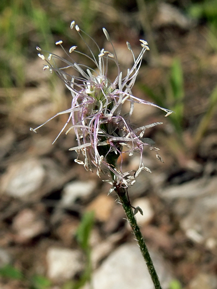 Image of Plantago media specimen.