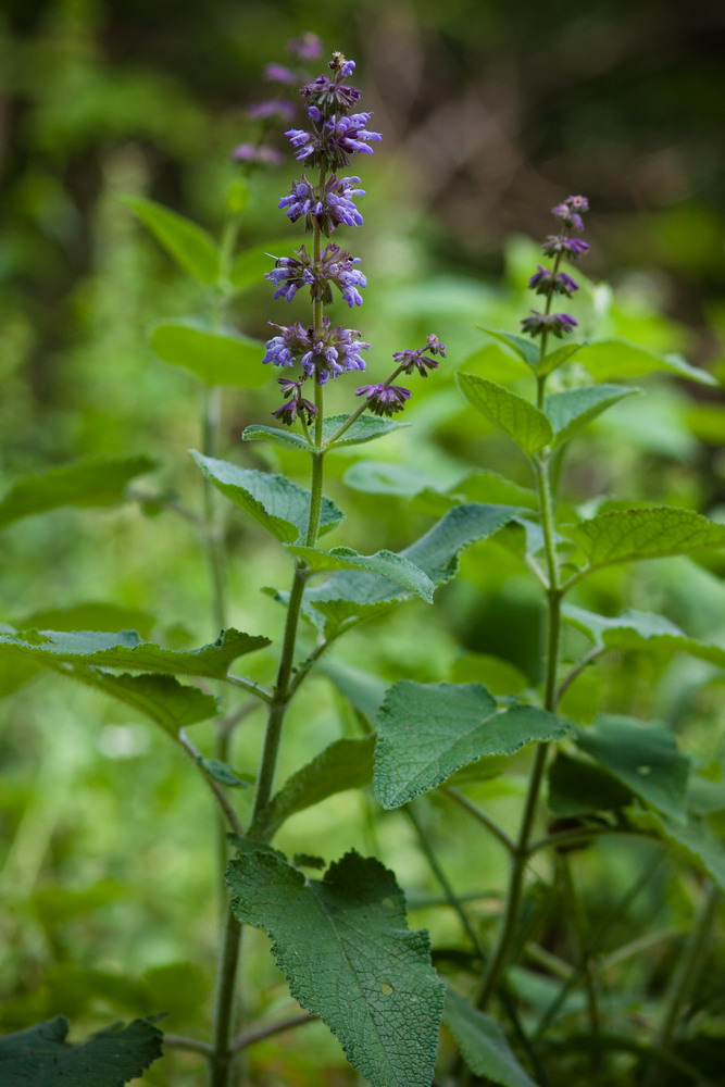 Изображение особи Salvia verticillata.