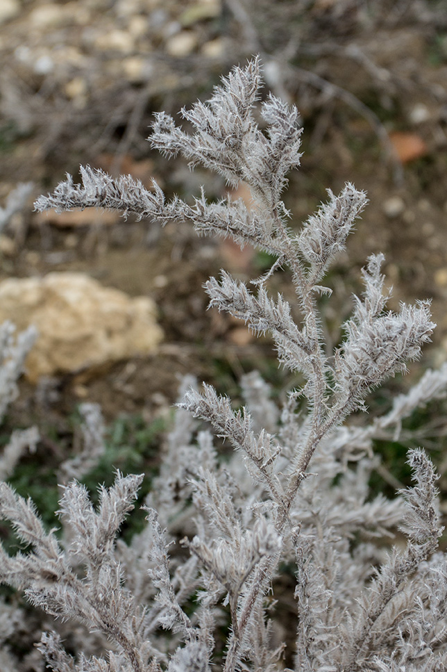 Image of Echium biebersteinii specimen.