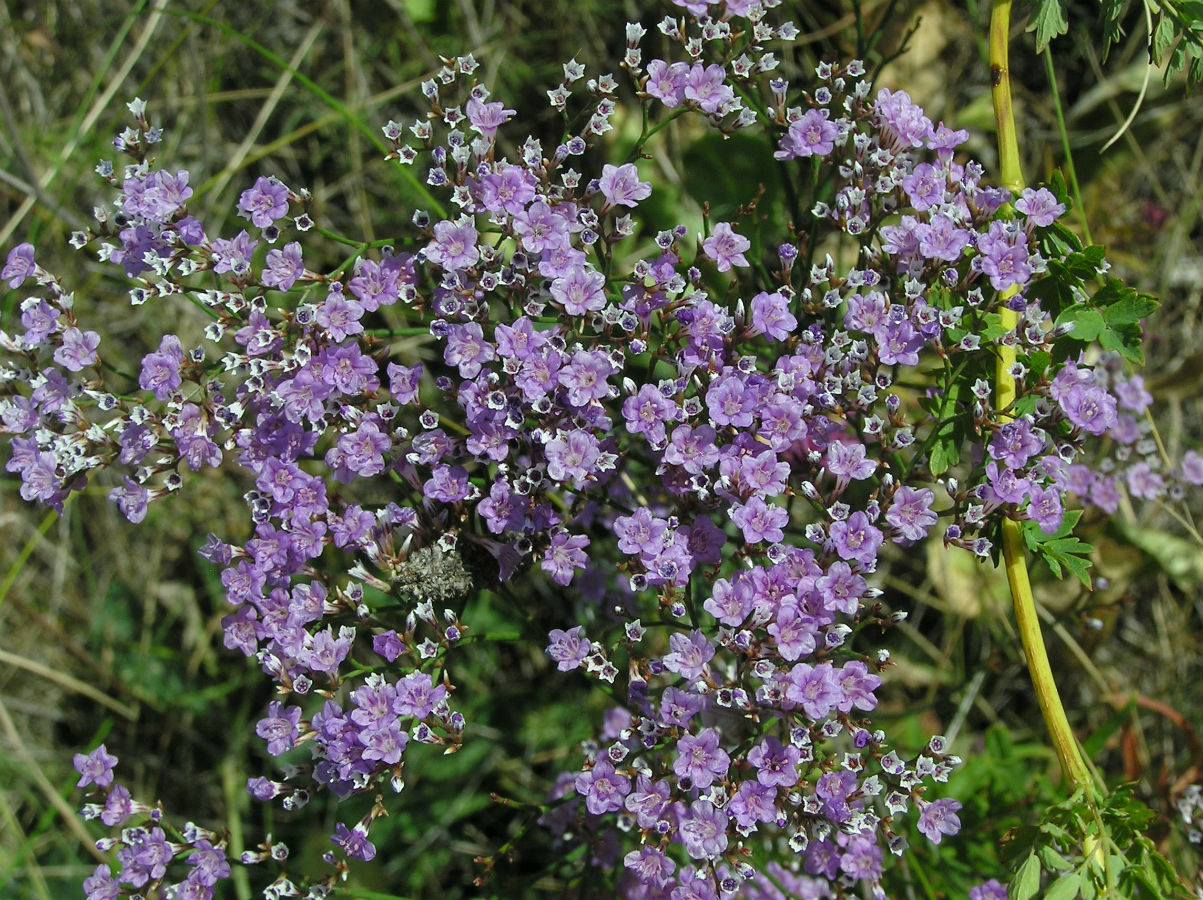 Image of Limonium bungei specimen.