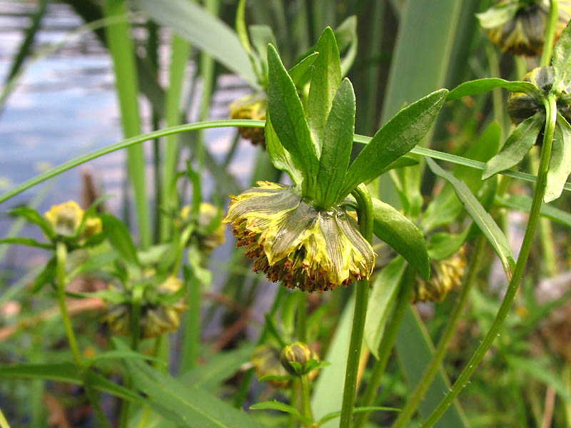 Image of Bidens cernua specimen.