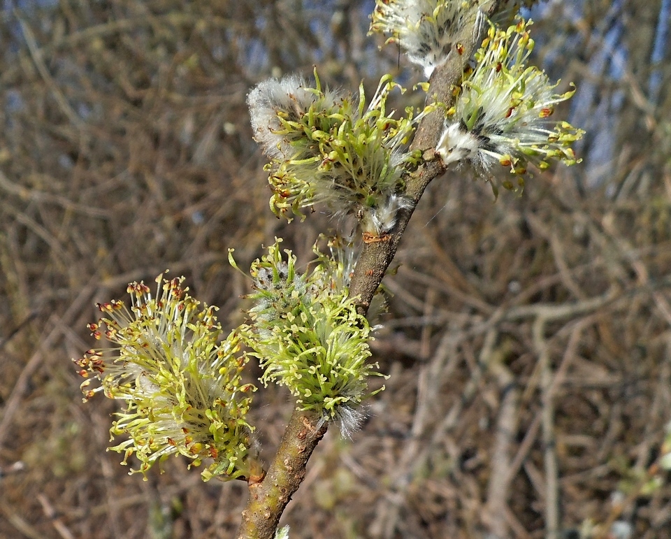 Image of Salix gmelinii specimen.