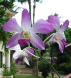 genus Dendrobium